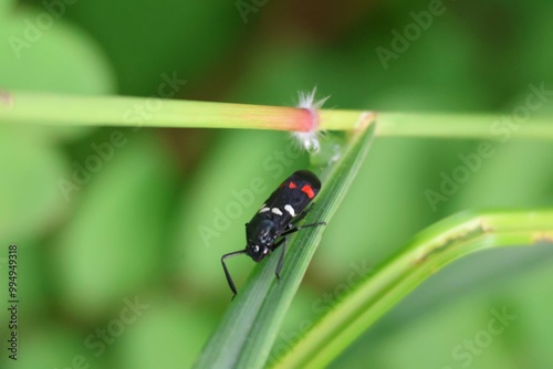 bug on a leaf