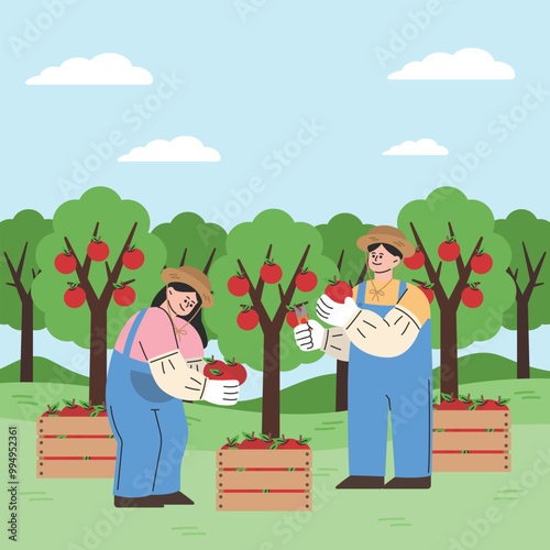 farmers harvesting apples