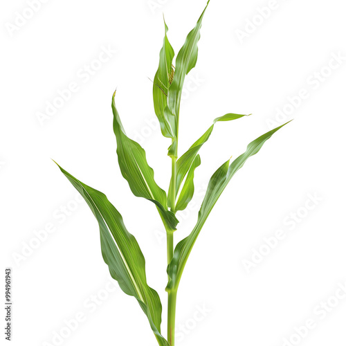 Close-up of a green corn plant with fresh leaves against a white background. Ideal for presentations on agriculture and crops.