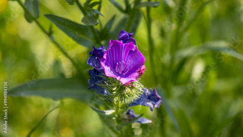 Echium plantagineum - purple viper's-bugloss or Patterson's curse photo