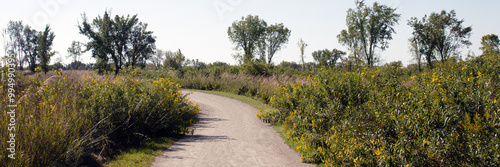 Ultra-wide panorama of native trees and sunflowers along the recreational trail in autumn at Cuba Marsh Forest Preserve in Lake County, Illinois