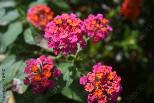 Lantana Flowers camara (Lantana camara L., Verbenaceae, Cloth of gold, Hedge flower, Weeping lantana)