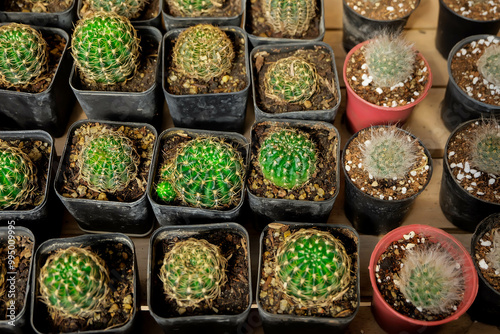 Fotografi tropical plant cactus.