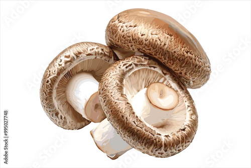 Champignon mushrooms fungus food white background.