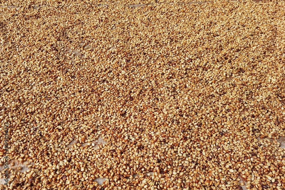 Close up of coffee beans drying in the sun Close up of coffee beans drying in the sun
