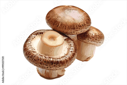 Champignon mushrooms fungus food white background.