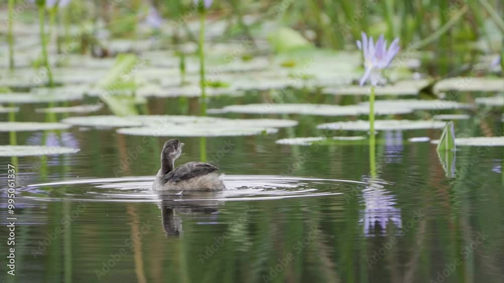 Australasian Grebe preening in slow motion while floating on a lake covered in water lilies.
