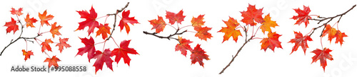 Collection of bright red maple leaves on branch isolated on white background