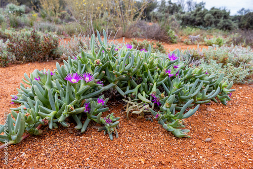 Pink pigface [Carpobrotus glaucescens] on red soil photo