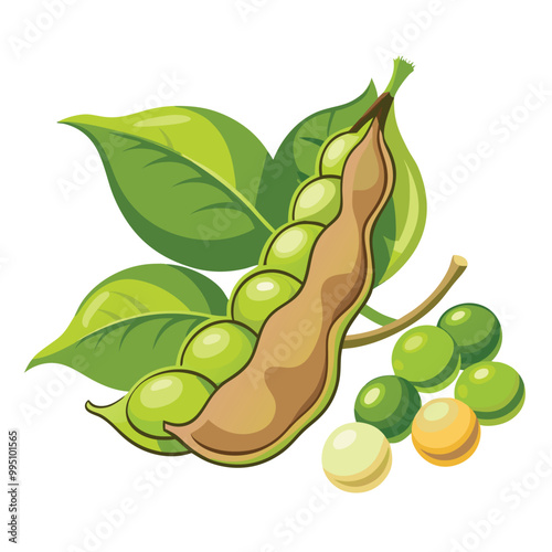 Soybean pods vector illustration