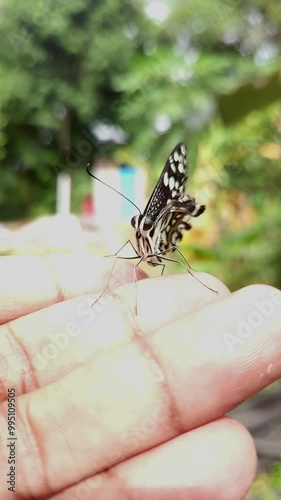 Colorful common yellow swallowtail butterfly sitting on Hand Close Up. Vertical, slow motion video, odisha, india. photo