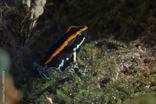 Golfodulcean Poison Frog, Phyllobates vittatus photo