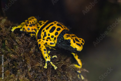 The yellow-banded poison dart frog, Dendrobates leucomelas, bumblebee frog photo