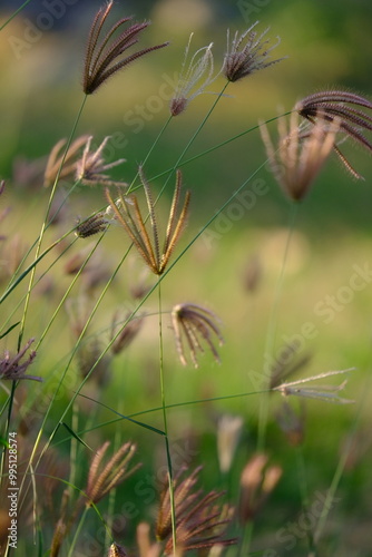 Chloris virgata is a species of grass known by the common names feather fingergrass feathery Rhodes-grass and feather windmill grass. photo