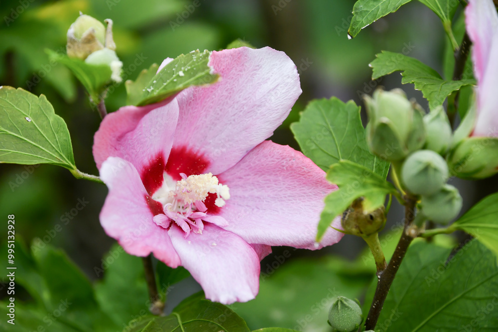 Obraz premium ムクゲ