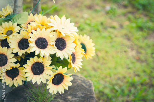 the sunflower in the garden with dramatic tone