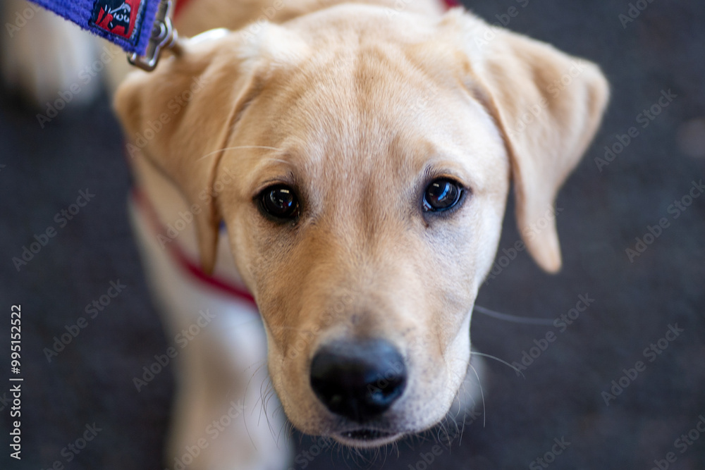 A four-month old Labrador Retriever puppy dog A four-month old Labrador Retriever puppy dog