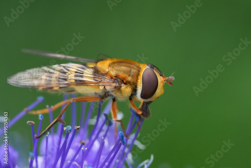 Closeup on the Common banded hoverfly, Syrphus ribesii on a blue flowering Caryopteris cladonensis photo