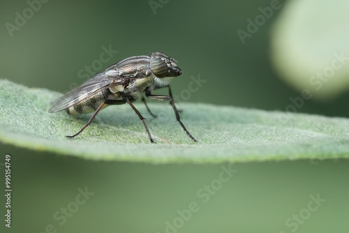 Closeup on a Locust blowfly, Stomorhina lunata in the garden photo