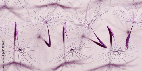 Macro texture nature pattern of seeds of dandelion flower, botanical banner with blooms plant, sunlight shadow. Natural textured monochrome background. Purple lavender trend beauty of nature