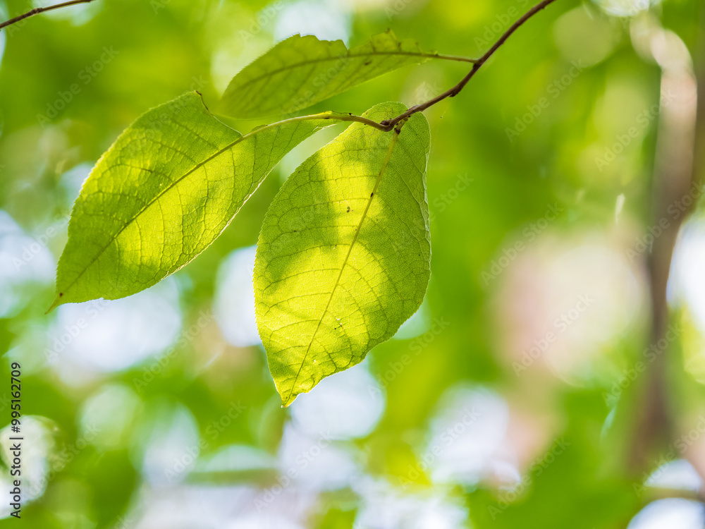 Sunlight shining through green leaves. Green leaves background Sunlight shining through green leaves. Green leaves background