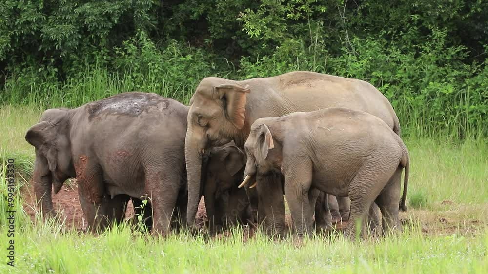 Family of Asian elephants in Khao Yai National Park, Thailand 