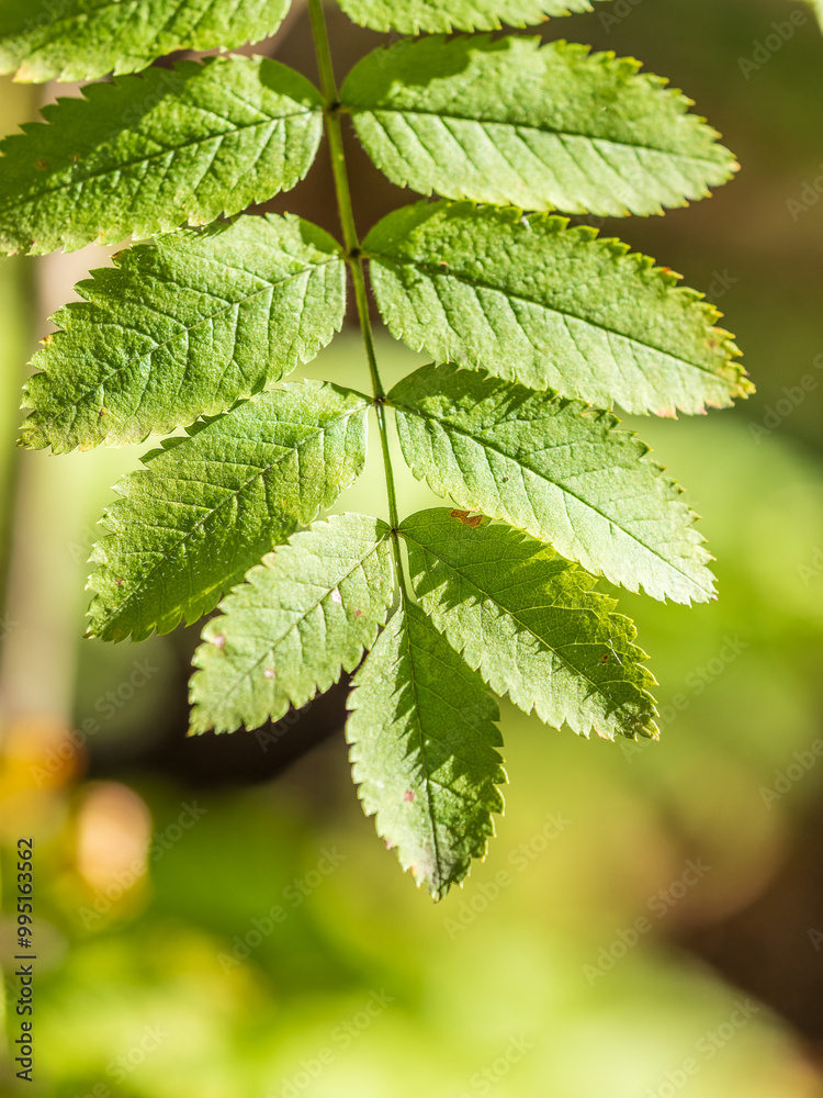 Sunlight shining through green leaves. Green leaves background Sunlight shining through green leaves. Green leaves background