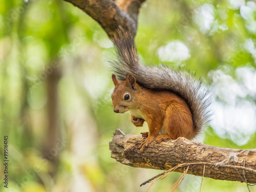 Squirrel sits on a branch in Autumn park