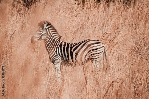 zebra in the wild