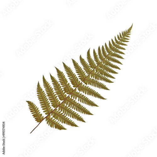 Single Fern Frond Isolated on White Background