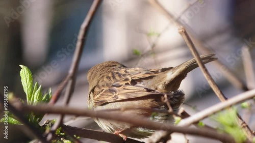 House sparrows mating, birds breeding in bushes, urban setting blurred in the background photo