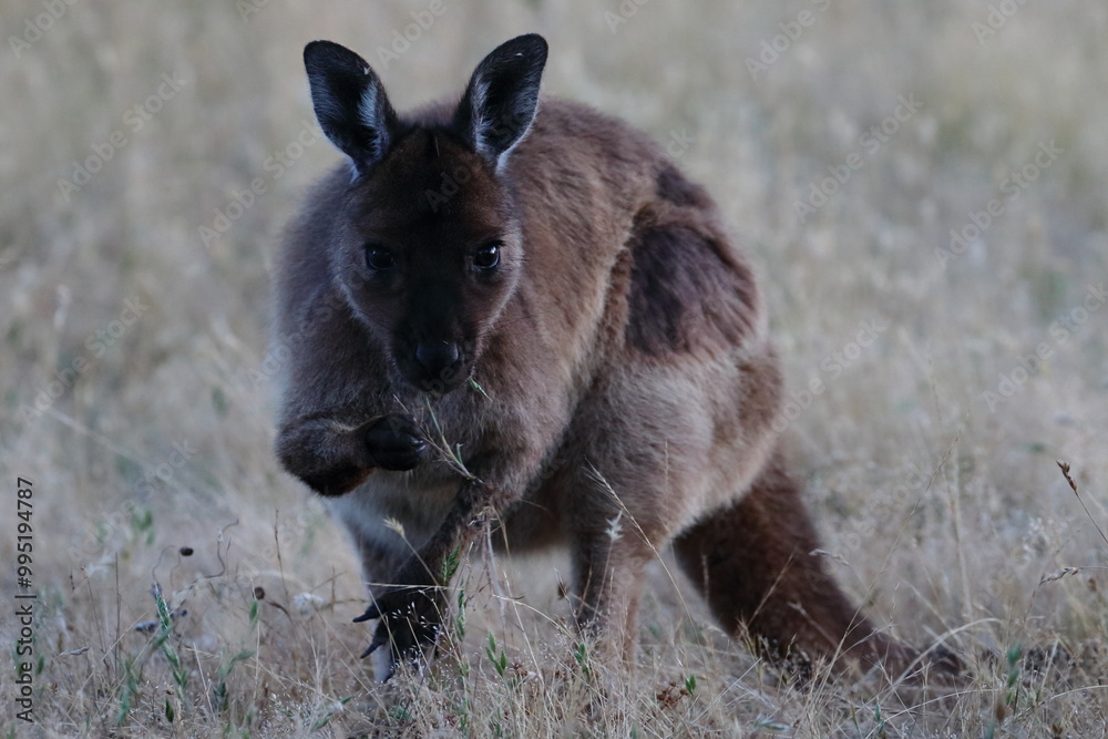 Fototapeta premium grey kangaroo