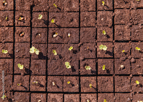 Seedlings sprouting in soil cubes, top view of young plants in organized grid, early growth, new beginnings concept photo