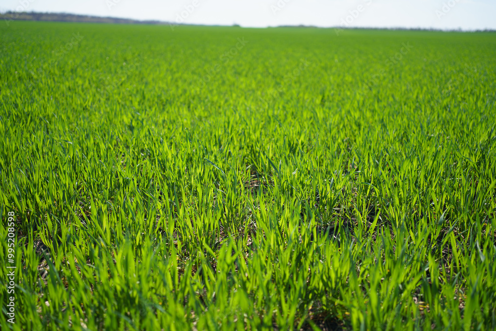 Young Green Wheat in Agricultural Field Young Green Wheat in Agricultural Field