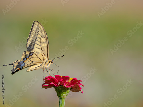 花の蜜を吸うアゲハチョウ