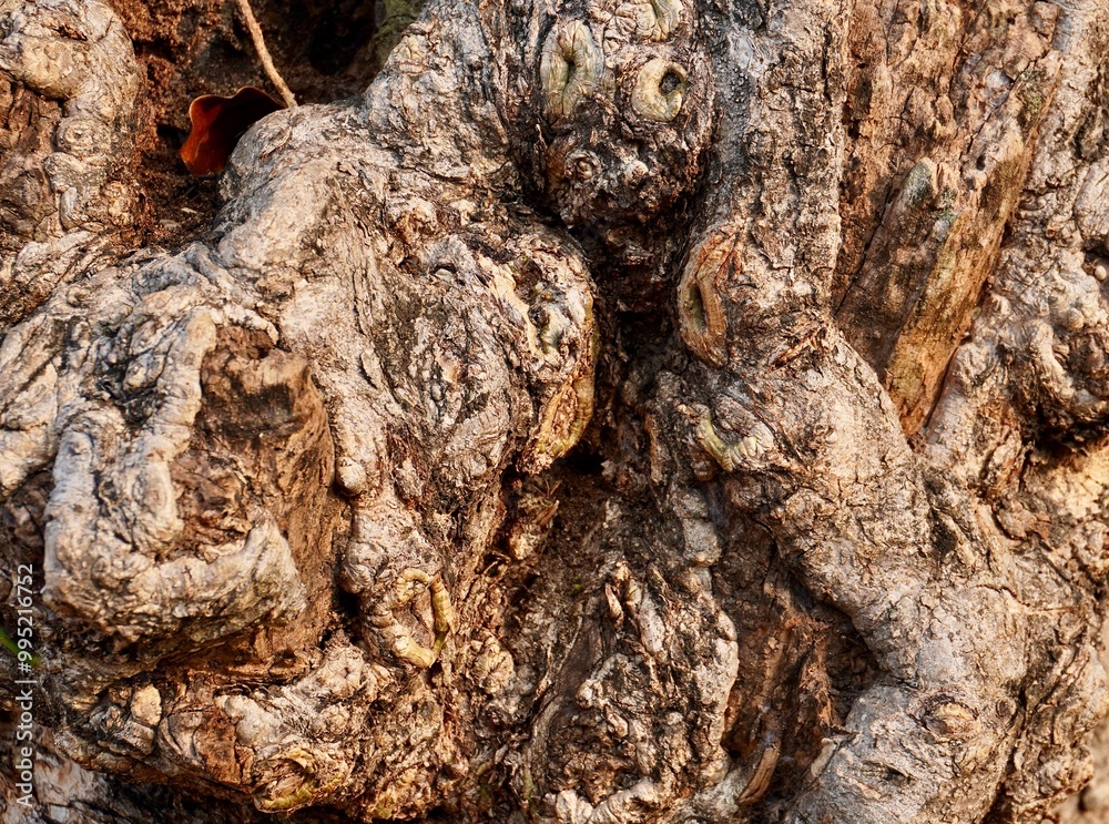 Brown rough grungy uneven tree trunk bark surface texture isolated on horizontal ratio background. Brown rough grungy uneven tree trunk bark surface texture isolated on horizontal ratio background.