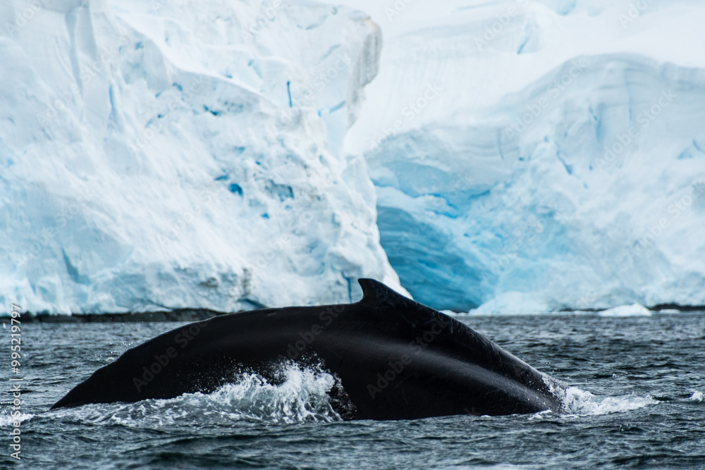 Fototapeta premium Close-up of the back and dorsal fin of a diving humpback whale -Megaptera novaeangliae. Image taken in the Graham passage, near Charlotte Bay, Antarctic Peninsula