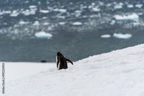 Close-up of a Gentoo Penguin -Pygoscelis papua- walking along a penguin highway in a snowy landscape of the colony at Danco island, on the Antarctic Peninsula photo