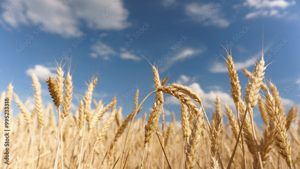 Wheat Field in Full Bloom. Lush Golden Wheat Plants in Field Wheat Field in Full Bloom. Lush Golden Wheat Plants in Field