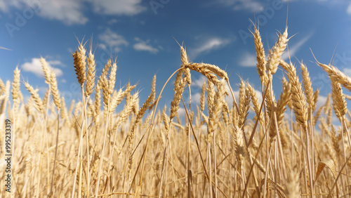 Wheat Field in Full Bloom. Lush Golden Wheat Plants in Field