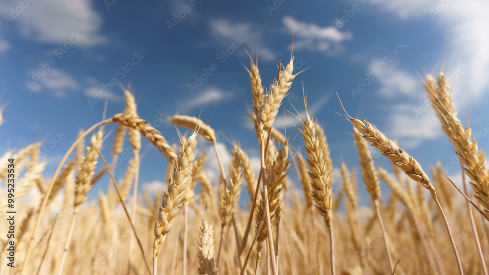 Wheat Field in Full Bloom. Lush Golden Wheat Plants in Field Wheat Field in Full Bloom. Lush Golden Wheat Plants in Field
