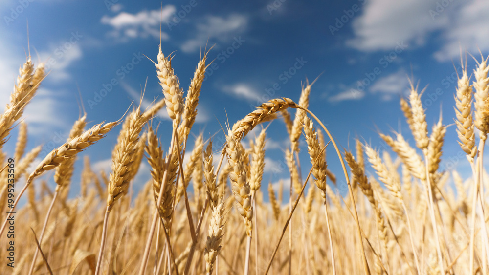Wheat Field in Full Bloom. Lush Golden Wheat Plants in Field Wheat Field in Full Bloom. Lush Golden Wheat Plants in Field
