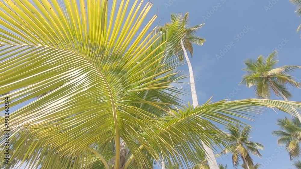 view of a sunny day at the beach with palm trees and beautiful blue sky. captured with canon eos R, C-log raw 8bit color. 1920x1080 HD view of a sunny day at the beach with palm trees and beautiful blue sky. captured with canon eos R, C-log raw 8bit color. 1920x1080 HD