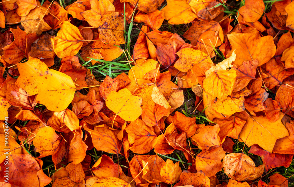 a brown carpet of colorful autumn leaves