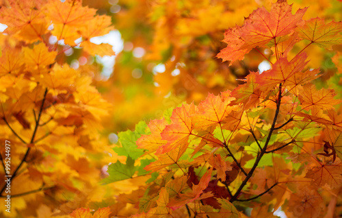 the wonderful colours of nature illuminated by the sun's rays photo