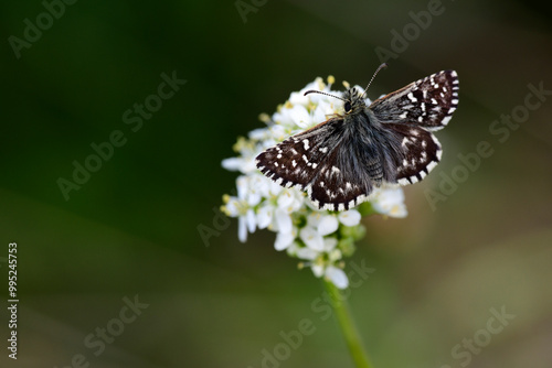 Southern Grizzled Skipper - male // Kleiner Würfel-Dickkopffalter - Männchen (Pyrgus malvoides) - Pav, Montengro