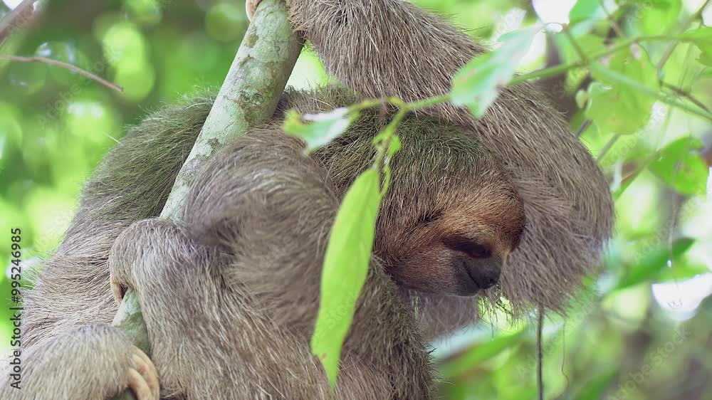 Amusing sloth in jungle canopy scratches itchy fur on tree branch