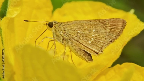 Pelopidas mathias, the dark small-branded swift, small branded swift, lesser millet skipper or black branded swift, is a butterfly belonging to the family Hesperiidae. It is found throughout much of s
