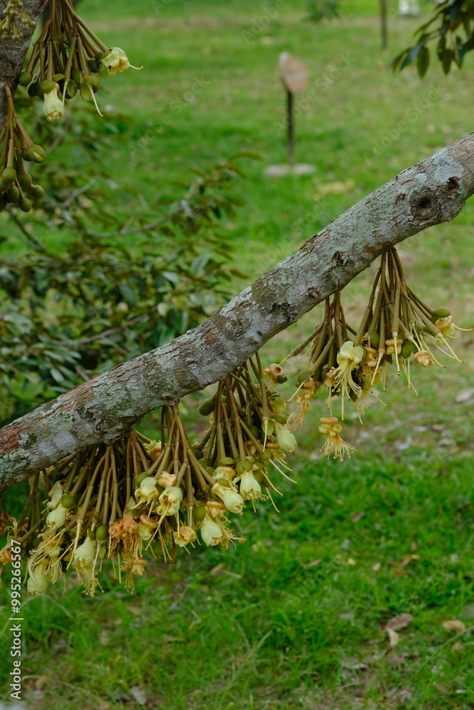 Durian flowers blooming on tree branches. Durian is the edible fruit of several tree species belonging to the genus Durio. Durian flowers blooming on tree branches. Durian is the edible fruit of several tree species belonging to the genus Durio.