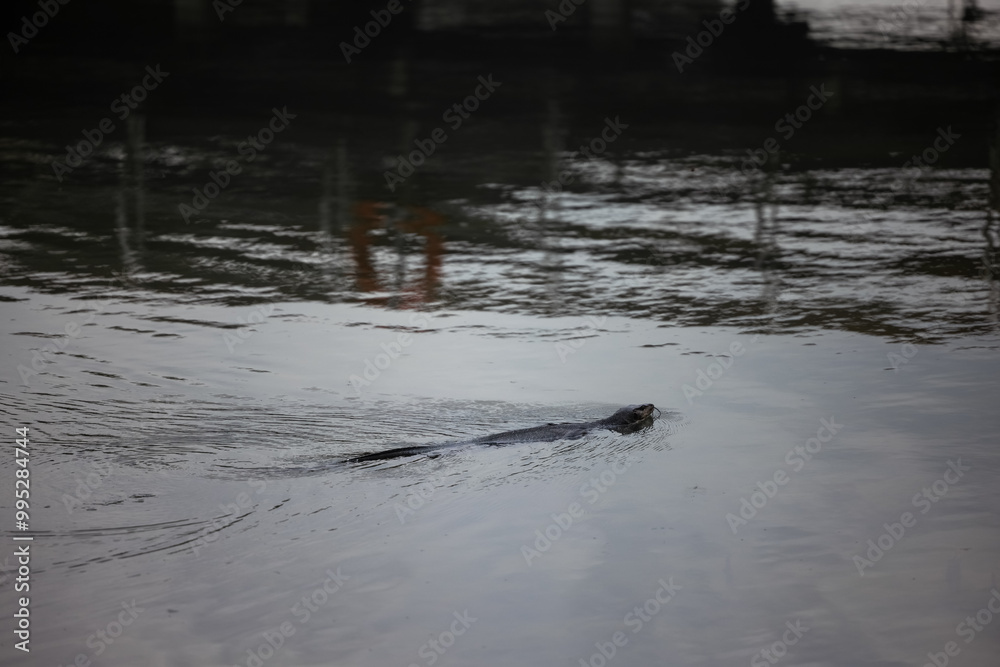 Nutria swims in a channel with muddy water in natural conditions. A wave comes from it and attracts attention. There is no one else in the pond.The animal swims in the middle of the frame.Environment Nutria swims in a channel with muddy water in natural conditions. A wave comes from it and attracts attention. There is no one else in the pond.The animal swims in the middle of the frame.Environment